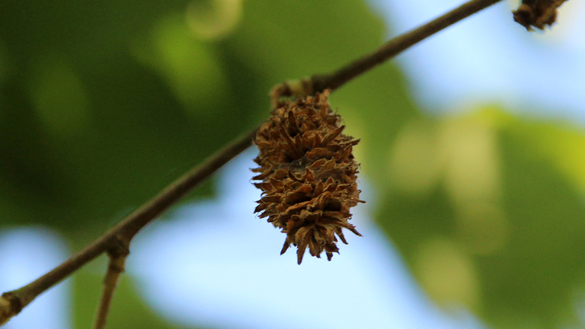 Betula nigra 'Heritage' Frucht