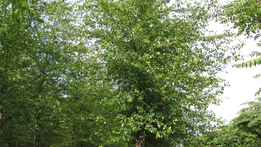 Betula nigra 'Heritage' hochstämmig