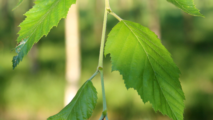 Betula nigra HERITAGE Blatt