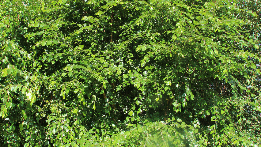 Betula nigra HERITAGE mehrstämmige