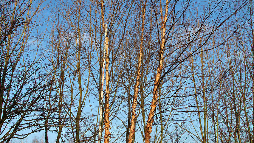 Betula nigra HERITAGE mehrstämmige Schirmform