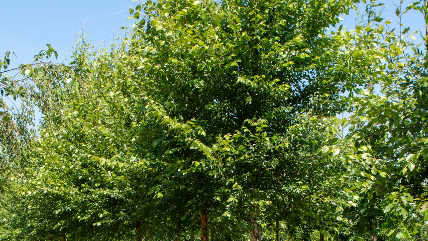 Betula nigra hoogstam