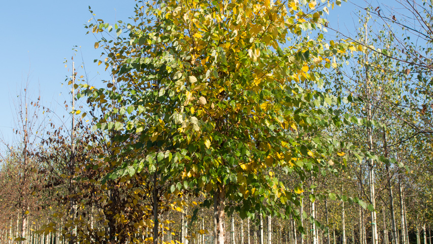 Betula nigra hoogstam