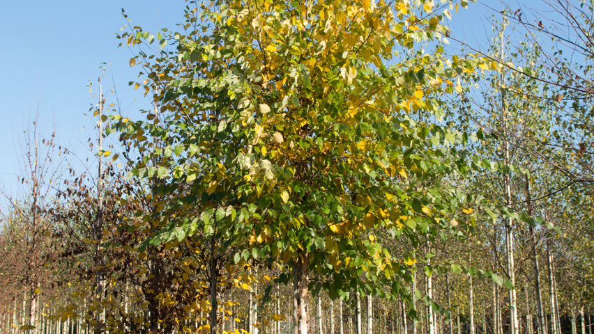 Betula nigra hochstämmig