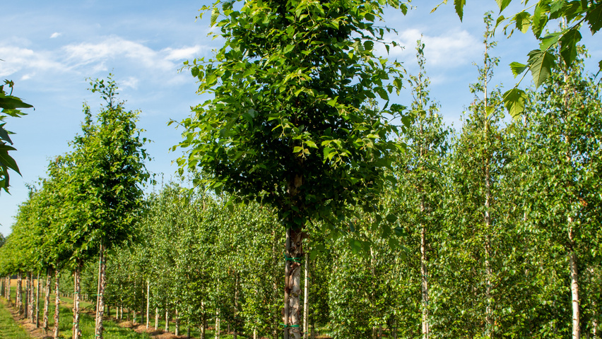 Betula nigra hoogstam