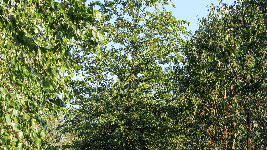 Betula nigra hoogstam