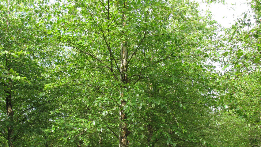 Betula nigra hochstämmig