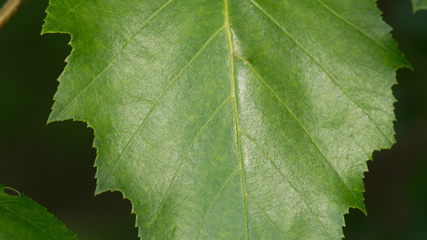Betula nigra blad
