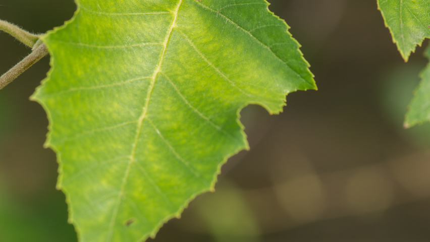 Betula nigra blad