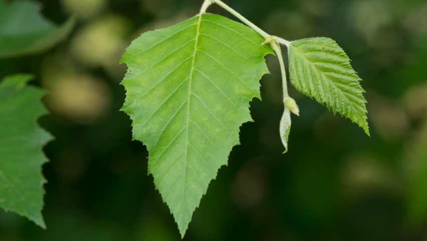 Betula nigra blad
