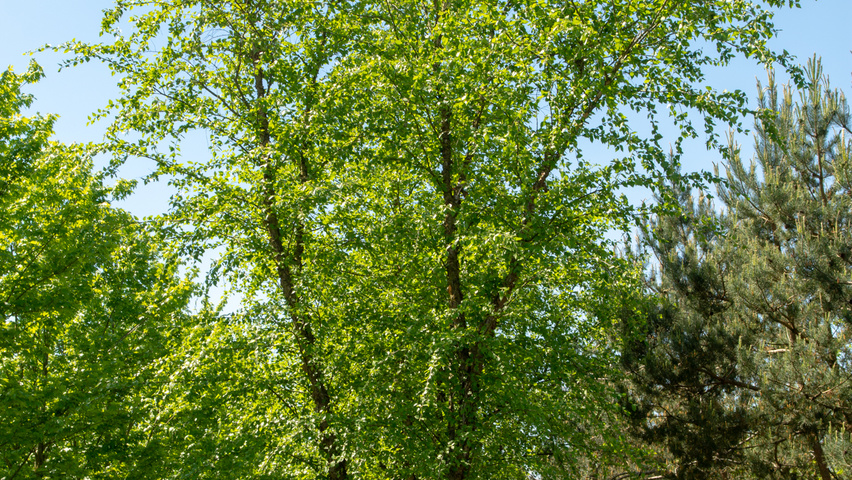 Betula nigra meerstammig