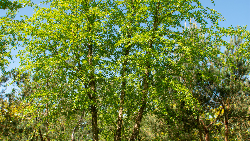 Betula nigra meerstammig