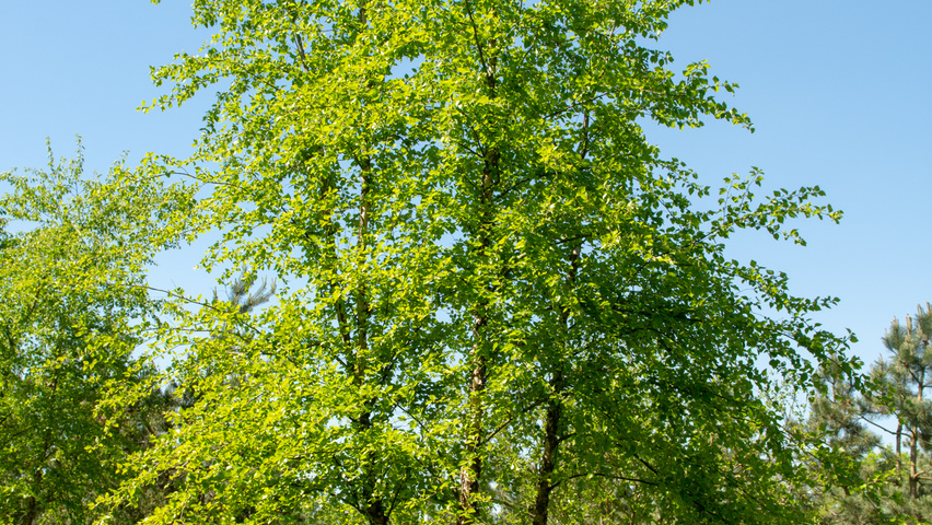 Betula nigra meerstammig