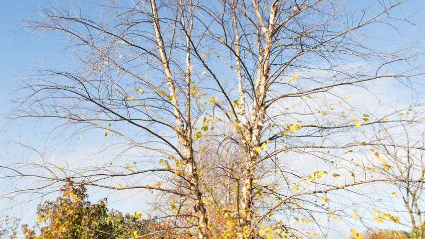 Betula nigra meerstammig