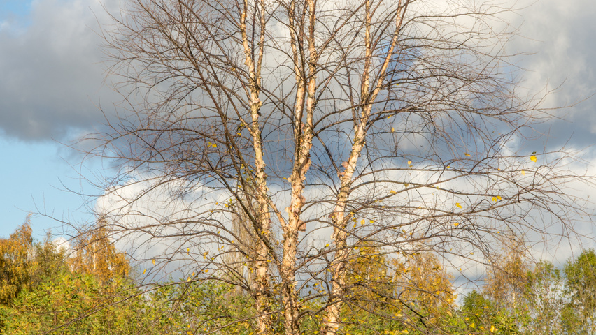 Betula nigra meerstammig
