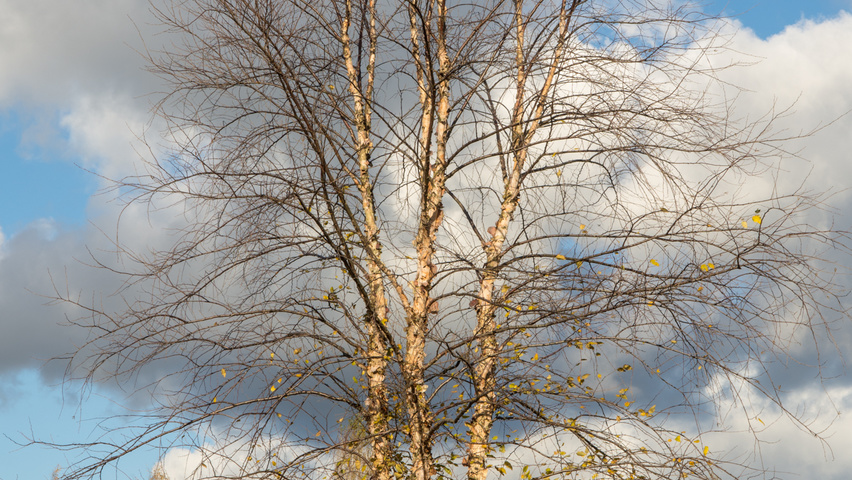 Betula nigra meerstammig