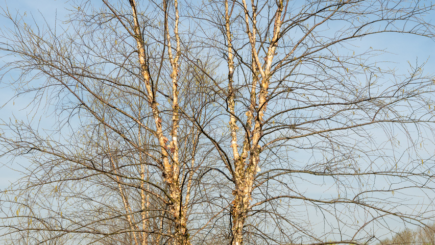 Betula nigra meerstammig
