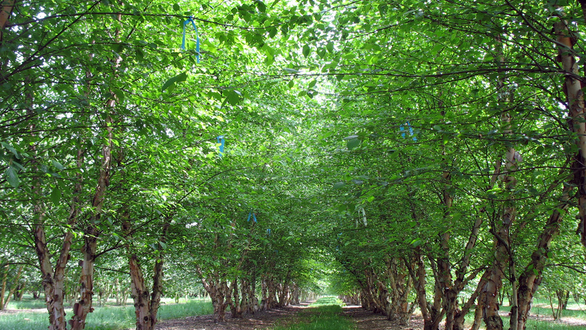 Betula nigra meerstammig