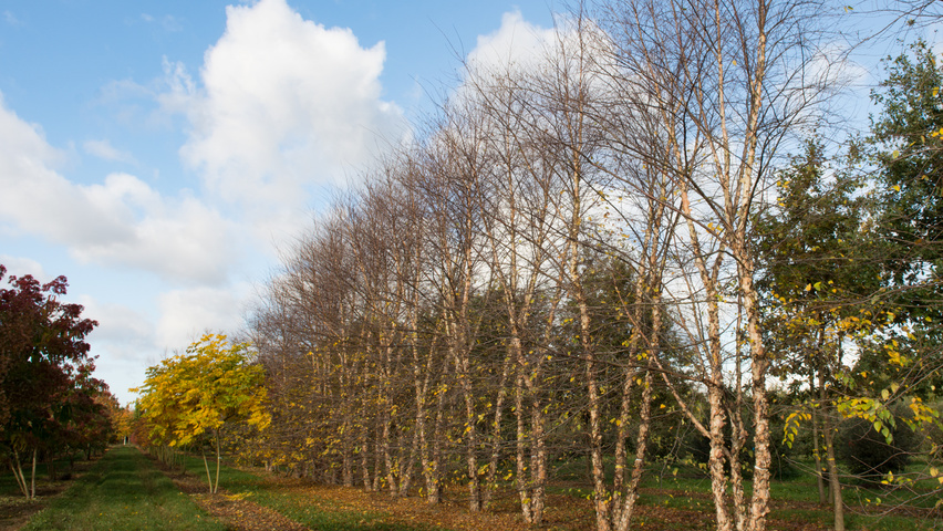 Betula nigra meerstammig