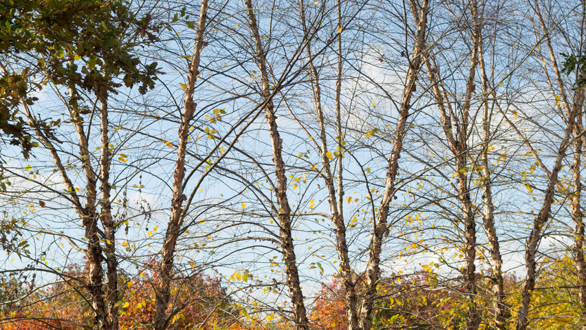 Betula nigra meerstammig