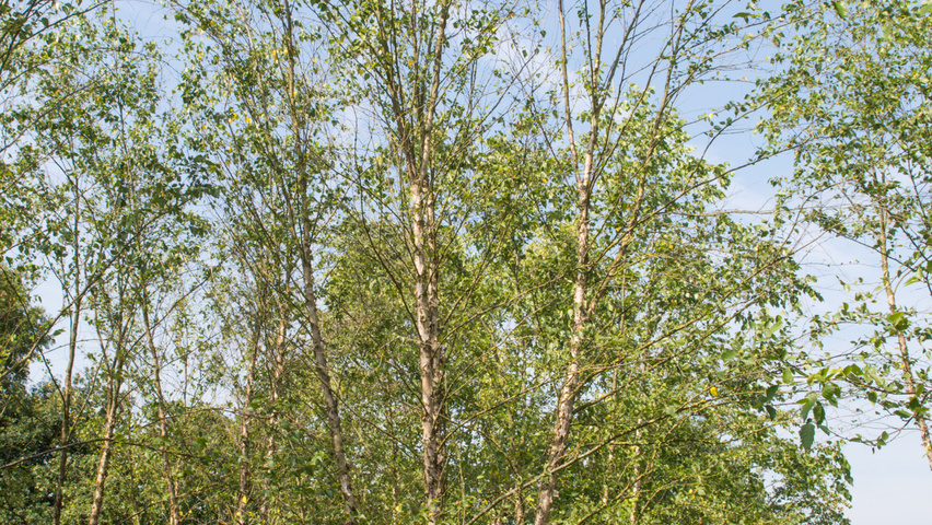 Betula nigra meerstammig
