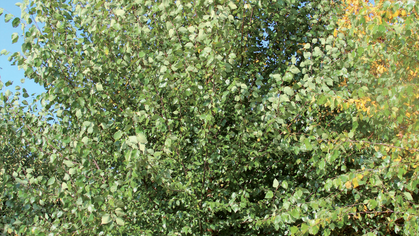 Betula nigra meerstammig