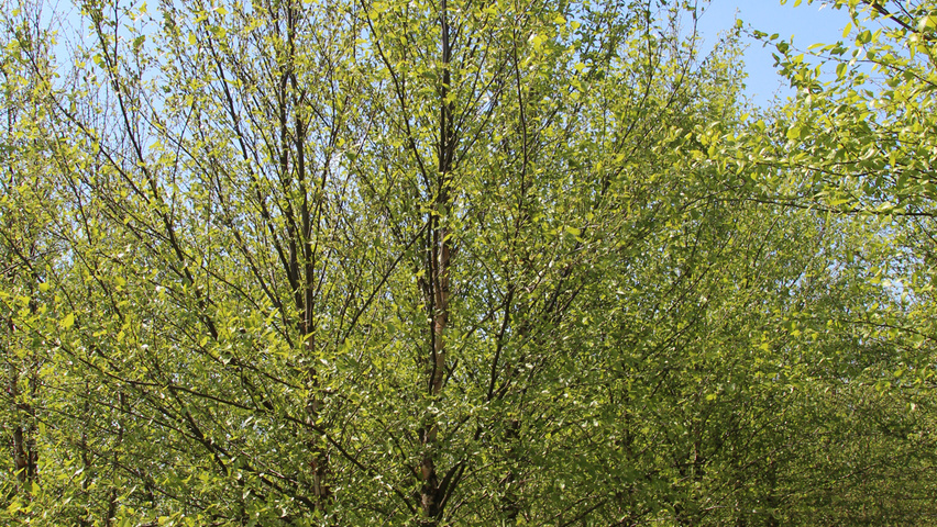 Betula nigra meerstammig