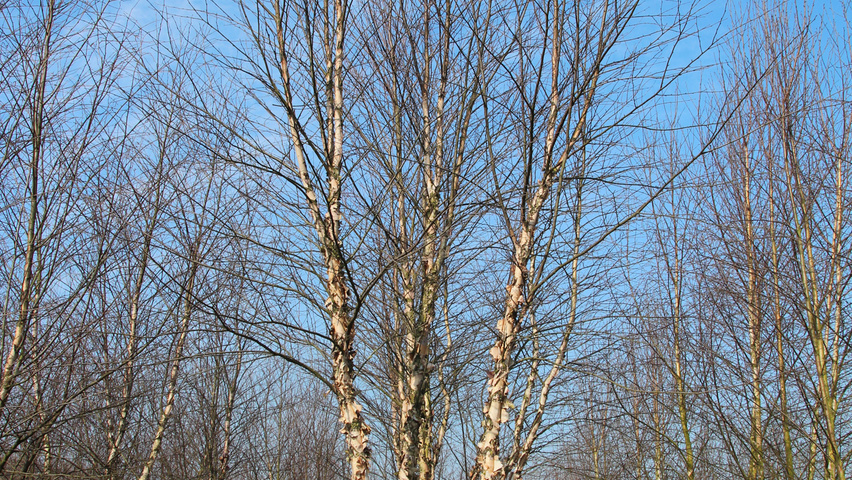 Betula nigra meerstammig