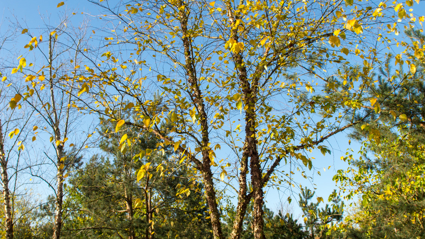 Betula nigra meerstammig