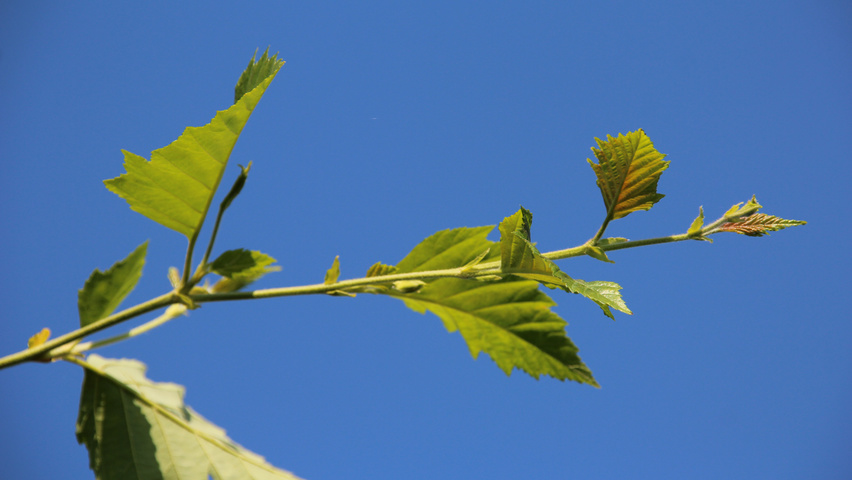 Betula nigra twijgen