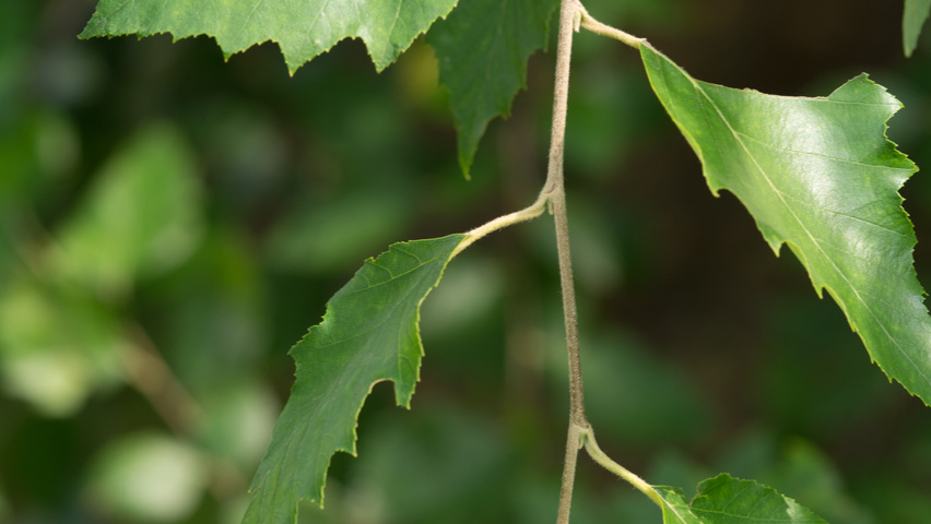 Betula nigra Zweige