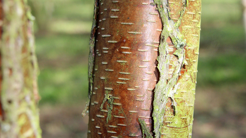 Betula papyrifera kora