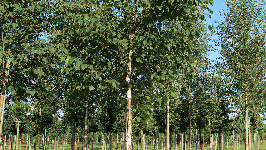 Betula papyrifera pienne