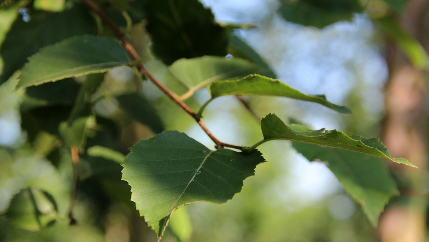 Betula papyrifera liście