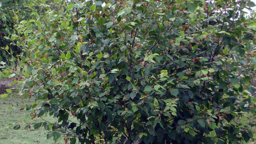 Betula papyrifera wielopniowy