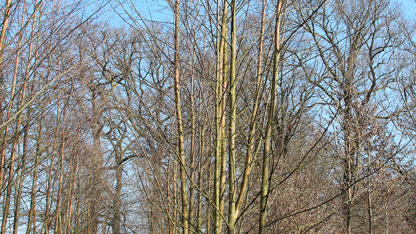 Betula papyrifera wielopniowy