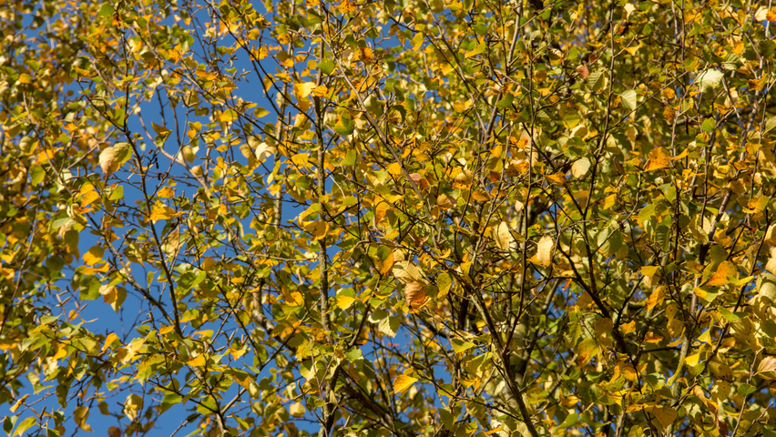 Betula pendula осенняя  листьев