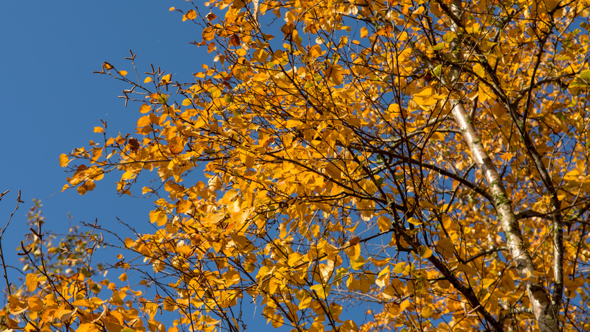 Betula pendula осенняя  листьев