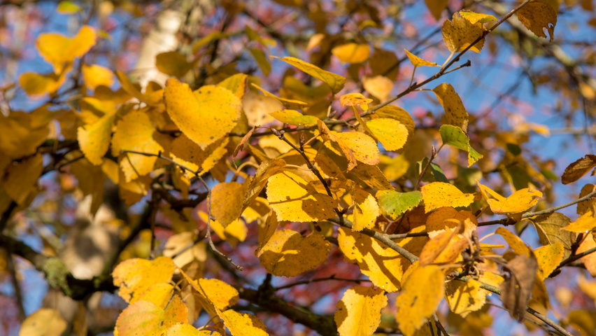 Betula pendula осенняя  листьев