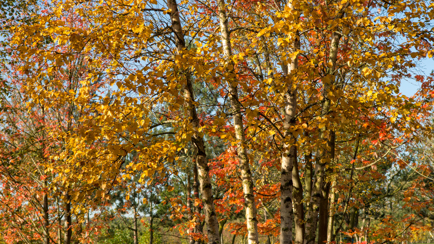 Betula pendula осенняя  листьев
