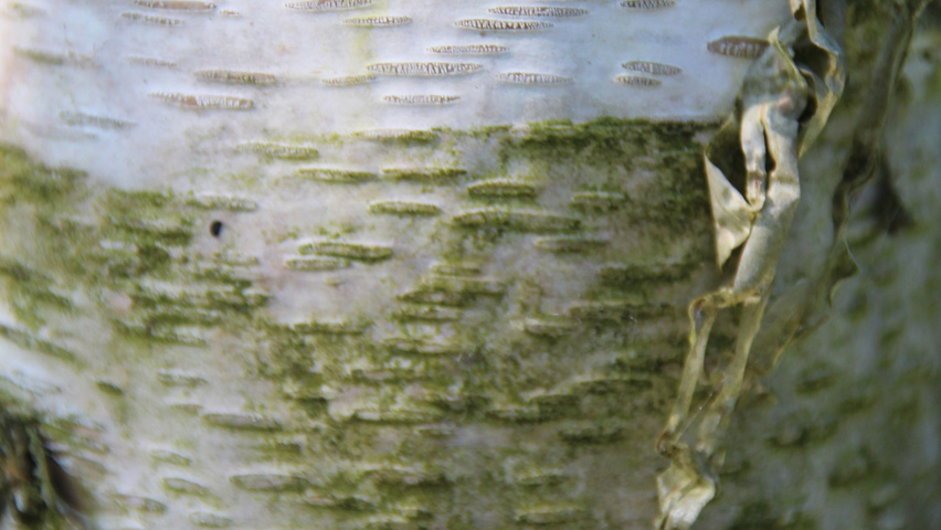 Betula pendula кора