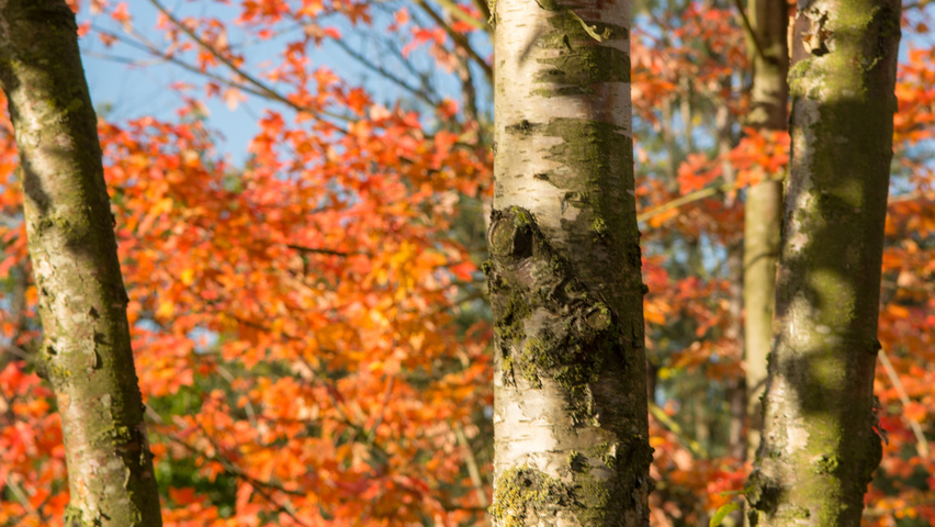 Betula pendula кора