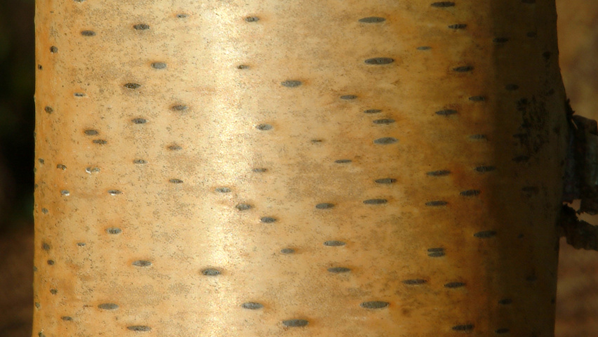 Betula pendula 'Crispa' bark