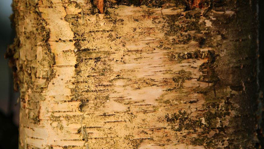 Betula pendula 'Fastigiata' kora