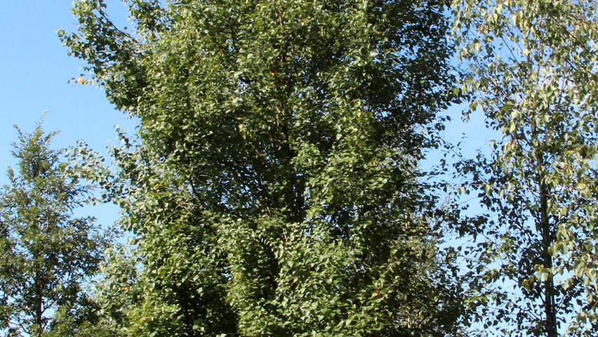 Betula pendula 'Fastigiata' pokrój naturalny