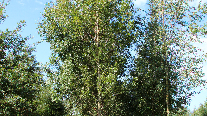 Betula pendula 'Fastigiata' pienne