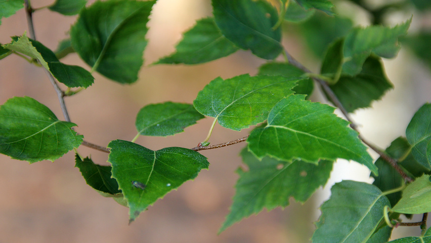 Betula pendula 'Fastigiata' liście