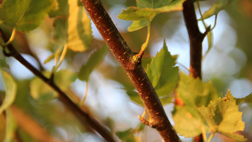 Betula pendula 'Fastigiata' pędy