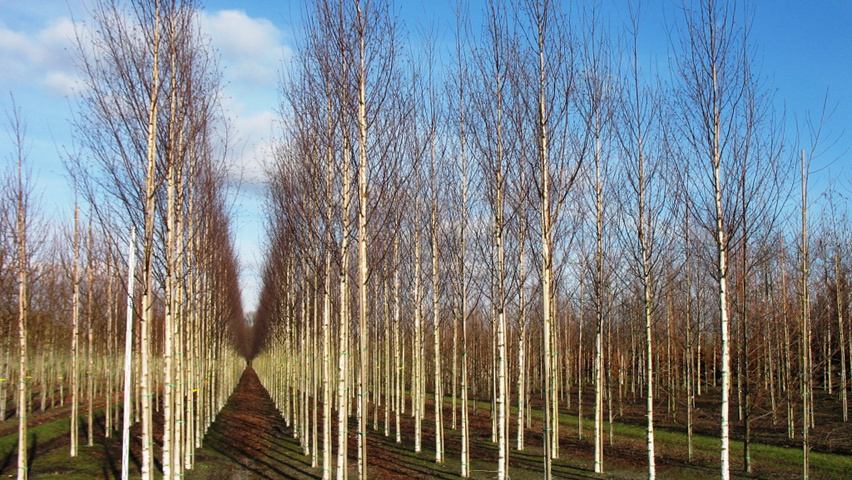 Betula pendula Деревья с высоким стволом (стандарт)