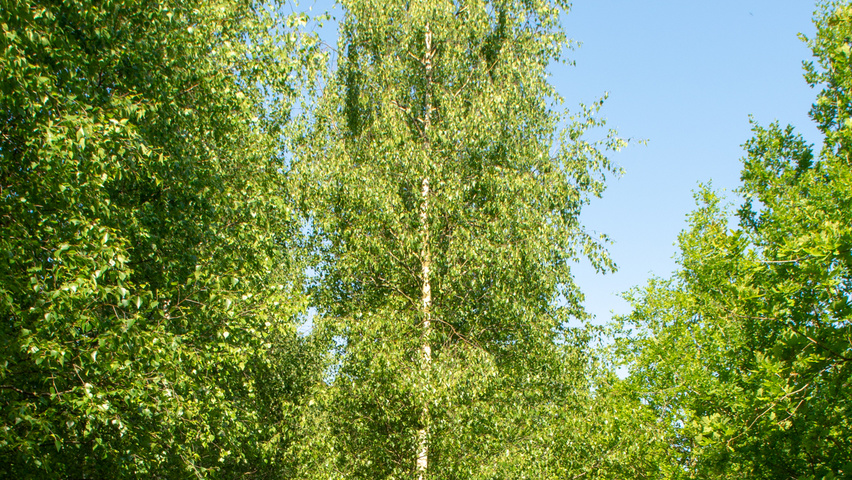 Betula pendula Деревья с высоким стволом (стандарт)